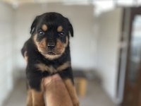 Erkek ve dişi rottweiler yavrular