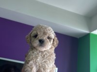 Peluş Görünümlü A Kalite Maltipoo