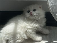 Show Kalite British Longhair Yavrular