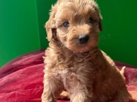 Maltipoo yılbaşı hediyeniz hazır mı?