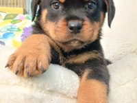 Tr nin en iddalı rottweiler yavruları (koca kafa)