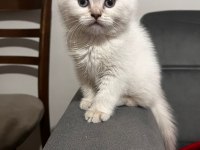 British Shorthair Yavrumuz