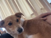 KÖPEĞİMİZE ACİL YUVA ÜCRETSİZ SAHİPLENME