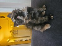 British longhair 2 buçuk ay