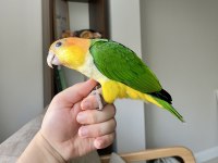 Portakal Kafa Kayık Bebek Pelet Yem Kırmaya Başladı