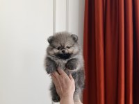 Pomeranian boo bebeklerimiz yeni sahiplerini bekliyorlar