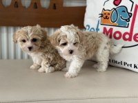 Tea cup kore maltipoo yavrular ziyarete açık
