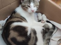 Tek gözlü kedimiz minnoş oğlumuza yuva arıyoruz