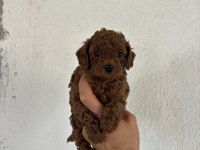 TOY POODLE KORE BEBEKLER İLE SİZLER TANIŞTINIZ MI