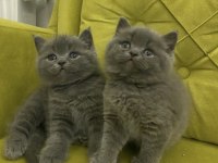 A Kalite Top Kafa British Shorthair Kızlarım