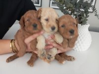 ÜST KALİTE 0 NUMARA MALTİPOO YAVRULARIMIZ