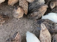JUMBO JAPON VE ÇİN BILDIRCINLARI
