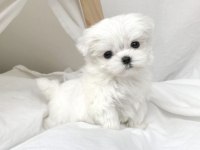 Kore Teacup Maltese