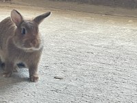LOP CÜCE TAVŞAN