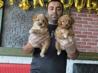 Wc Egitimli Maltipoo Yavrularımız Dişi Erkek