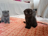 Sıfır kulak scottish fold