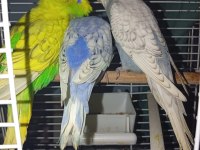 Karma sağlam muhabbet kuşlarım