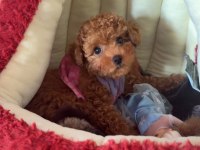 Sevimli Toy Poodle Yavrumuz Sahibini Bekliyor