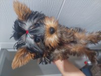 SAF KAN TEACUP YORKSHİRE TERRİER YAVRUMUZ
