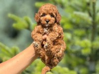 Yalovada Birbirinden Güzel Toy Poodle