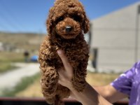 Petmode köpek çiftliğinden redbrown toy poodle