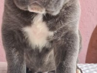 anatomi harikası cane corso bebeklerim
