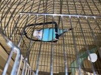 Lilian s Lovebird