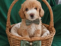 POODLE OZELLIKLERINE SAHİP