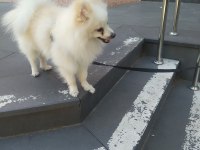 Pomeranian ciğer boo