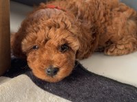Kore yavrusu a kalite orjinal toy poodle yavrular