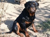Erkek Dişi Genç Rottweiler Köpeği