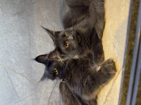 Siyah aşkı maine coon