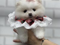 Minik teddy bear teacup pomeranian boo