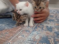 POFUDUK BRİTİSH YAVRULARIM YENİ SAHİPLERİNİ ARIYOR