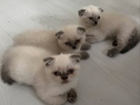 KOCA KAFA BRİTİSH YAVRULARIMIZ AA KALITE SAFKANDIR