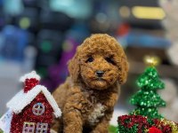 Yurt dışı girişli üst vasıf poodle bebekler
