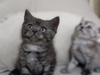 British shorthair yavrular