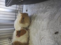 Guinea piglerime yuva arıyoruz
