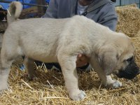 DEV GİBİ KÖPEKLER ARIYORSAN DOĞRU YERDESIN