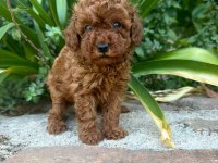 Toy Poodle Aşılı Karneli Yavrular