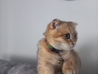 Oyuncu scottish fold karamel için yuva arıyoruz