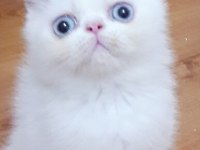 EXOTIC SHORTHAIR ERKEK