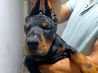 A şecere üst düzey doberman