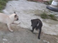SIFIR BURUN ERKEK SİYAH VE DİŞİ KREM PUG