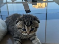 Maviş gözlü oyuncu ve çok akıllı scottish fold