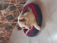 Border collie yavrumuza yuva arıyoruz