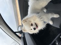Pomeranian Erkek Uysal 1 Yaşında