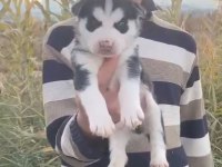 Husky ırkının en iyilerinden yavrular