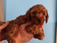 Red Toy Poodle Yavrular İzmir Elden Teslim