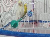 İki tane Yavru Muhabbet Kuşu